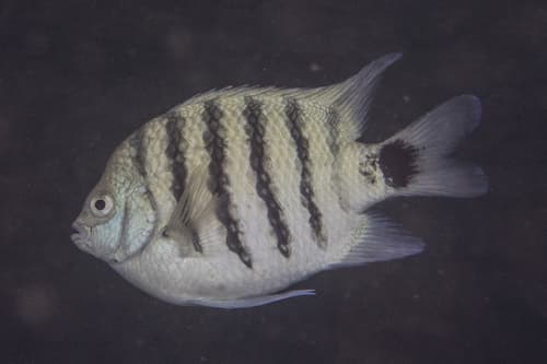 Black-tail Sergeant