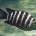Banded Sergeant