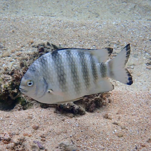 Banded Sergeant