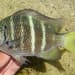 Yellowtail Sergeant