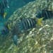 Yellowtail Sergeant