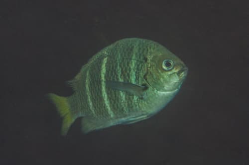 Yellowtail Sergeant