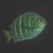Yellowtail Sergeant