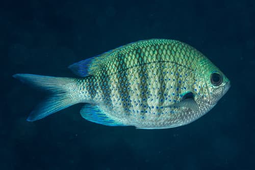 pearly sergeant