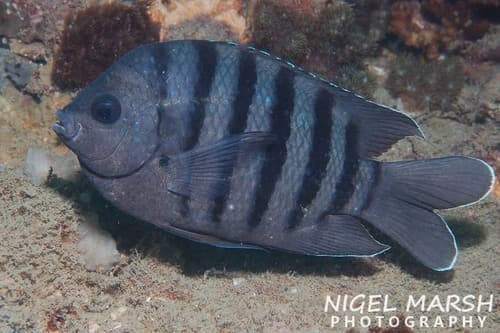 Bengal Sergeant